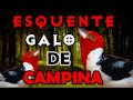 ESQUENTE SEU GALO DE CAMPINA RÁPIDO!