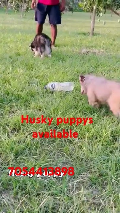 Husky Puppys available for sale Location In Lucknow Contact Number husky-puppys-available-for-sale-location-in-lucknow-contact-number