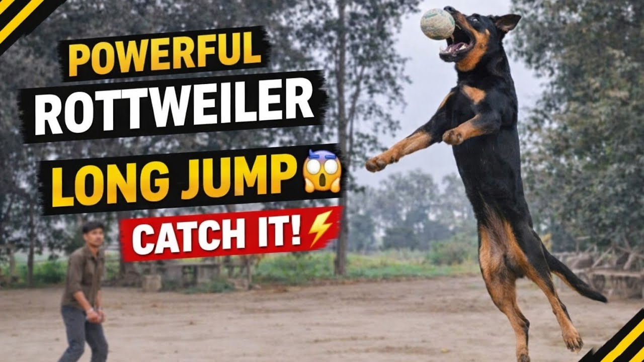 Rottweiler Ka Zordaar Long Jump 😱 | Ball Catch Training | Powerful Dog 💪🐕