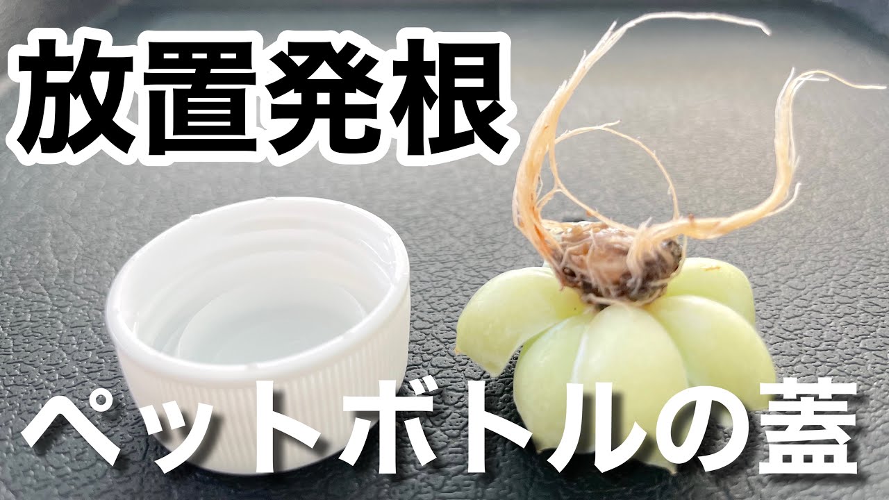 ＃多肉＃多肉植物＃多肉の育て方 【多肉植物】 ペットボトルの蓋で放置発根！小さな苗でも大きく育てる簡単な方法♪