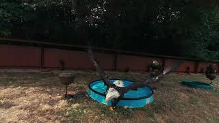 Bathing Bald Eagle 3D 8K VR