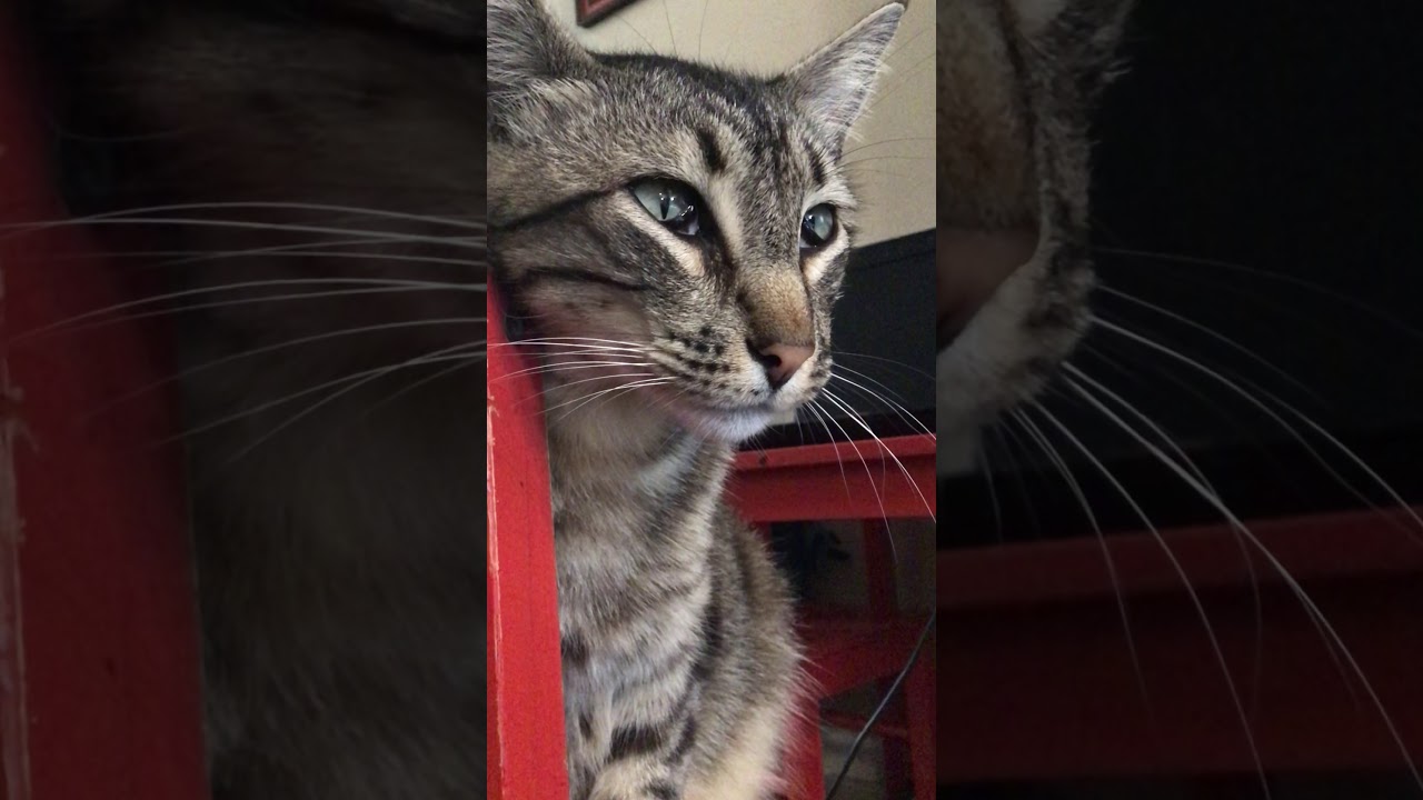 My cat walk around the house (cat reveal) (brother reveal) YouTube