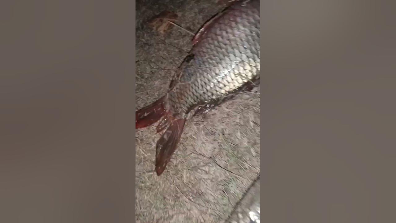 8kg fish 🐟 - YouTube