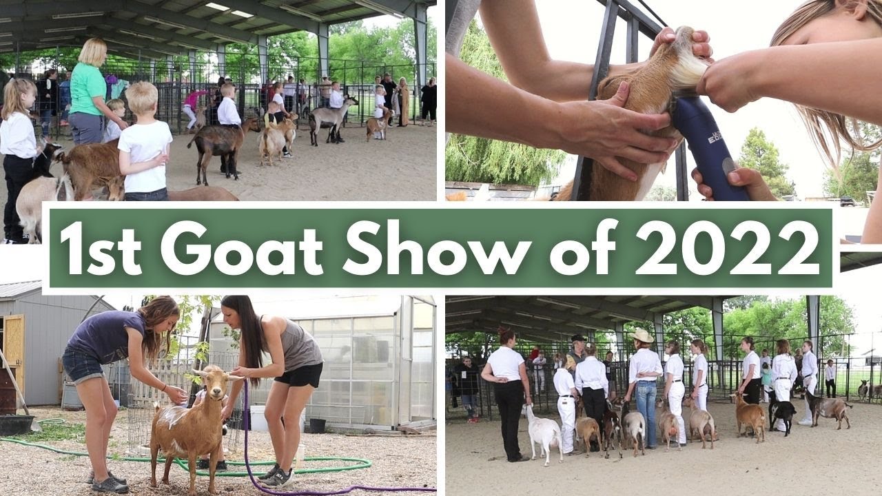 The Kids Attended Their 1st GOAT SHOW of the Summer! But first the goats need BEAUTIFIED!