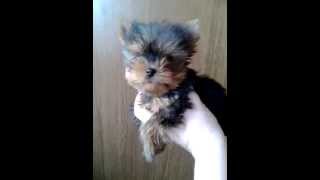 VID 20141202 085240