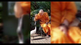 Đức Phật tu Pháp Môn gì dưới cây Bồ Đề - Thầy Viên Minh