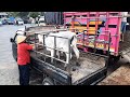 SAPI PEDET PALING BRINGAS