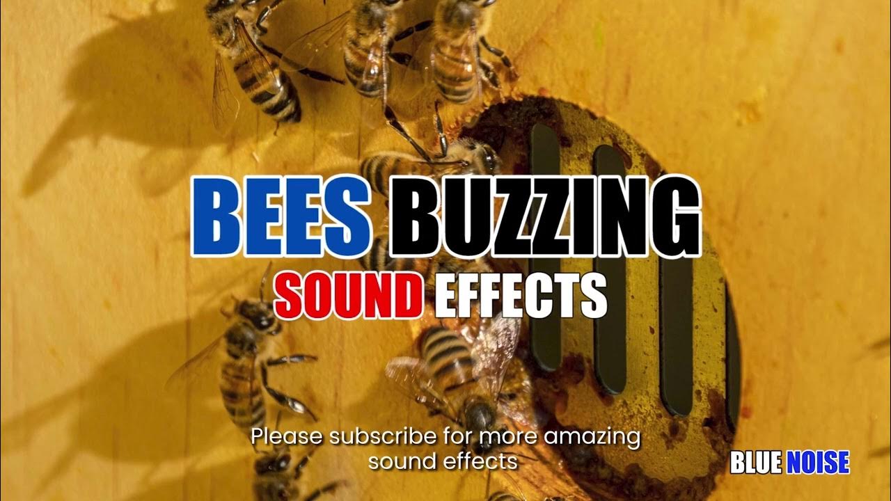 Bees Buzzing Sound Effects YouTube bees-buzzing-sound-effects-youtube