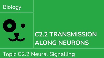 C2.2 Transmission Along Neurons [IB Biology SL/HL]