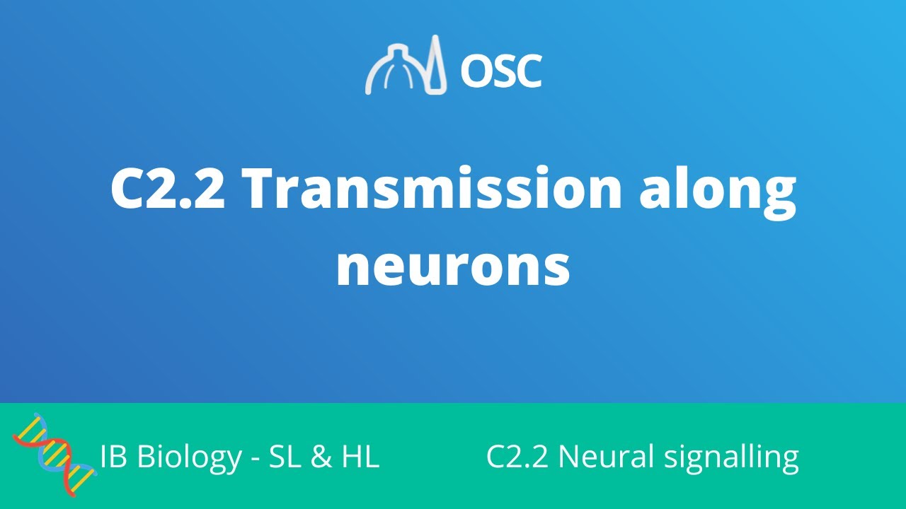 C2.2 Transmission Along Neurons [IB Biology SL/HL]