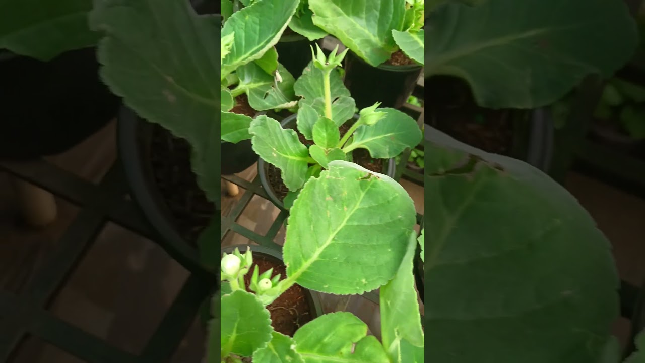 Gloxinia plants sale