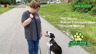 #labmix NO MORE PULLING!  NO MORE JUMPING!  Dog Training of @FortMyersK9 - Best Dog Trainer by Bark Busters Home Dog Training Fort Myers 513 views 2 years ago 4 minutes, 3 seconds