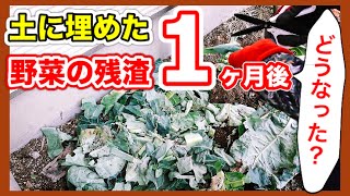 【土に埋めた野菜の残渣】1か月後にどうなった？　〜狭い庭で家庭菜園〜