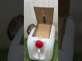 Best mouse trap idea/good rat trap at home #mousetrap #cute