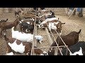 Goat farm business  goat farming in pakistan  how to start goat farm  goat farming  part 1