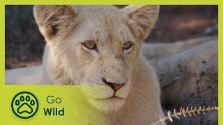 Fight For Survival - White Lions Born Wild 2/2 - Go Wild