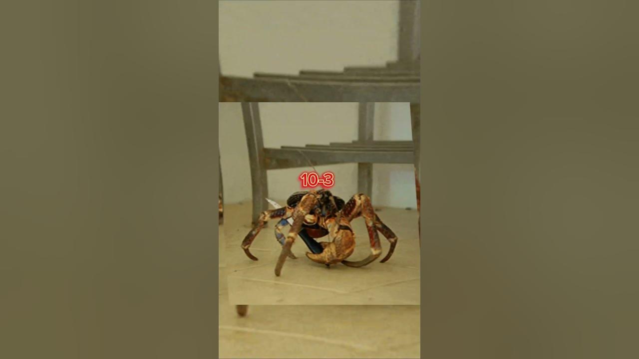 Amelia Earhart vs Coconut Crab Vs Edit YouTube