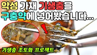 악성 가재 기생충을 직접 손으로 잡아서 구충제에 넣어봤습니다. 기생충의 운명은?!