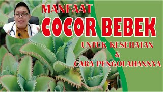 MANFAAT COCOR BEBEK UNTUK KESEHATAN DAN CARA PENGOLAHANNYA