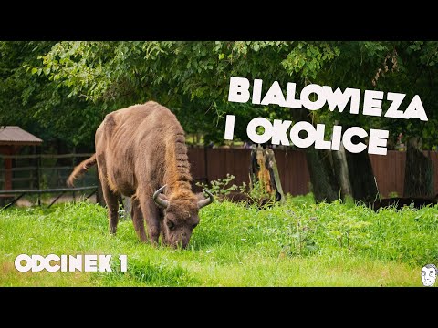 Video: Bialowieza кутумунун сырлары