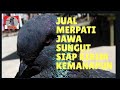 Download Jual Merpati Jawa Sungut Asli Mangsen Mp3 2 6 Mb