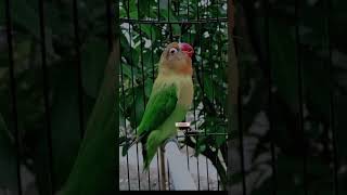 Pancingan Suara lovebird ngekek panjang Ngetik di awal