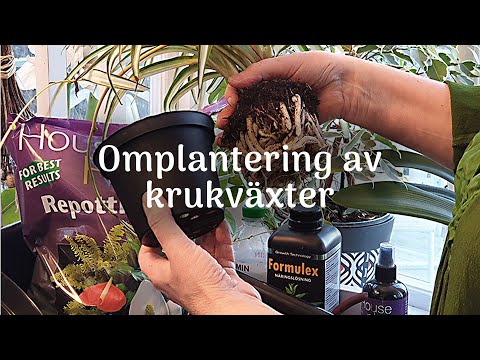 Video: Omplantering av krukväxter - Tips för omplantering av krukväxter