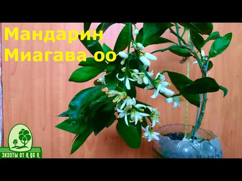 Цветение мандарина Миагава