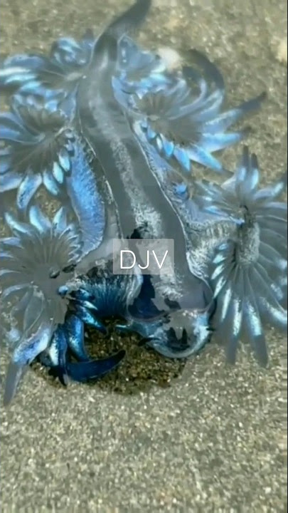 Extremely Toxic in beauty venom creatures - Blue Glaucus ( nudi branch )