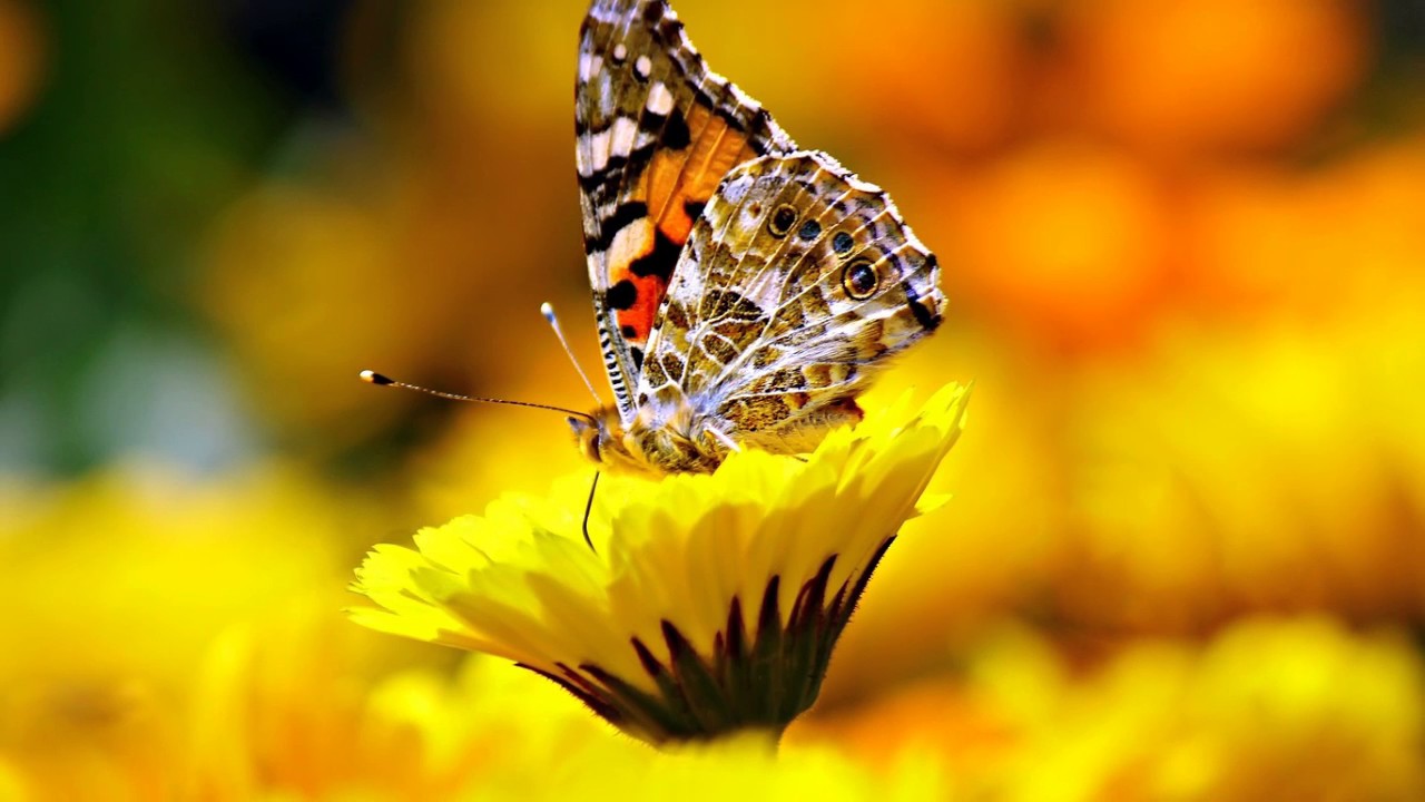 2017: Año del Gran Inicio camera iphone 8 plus apk