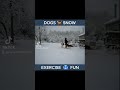 DOGS 🐕 SNOW 🥶 EXERCISE 🏃♀️FUN #shorts