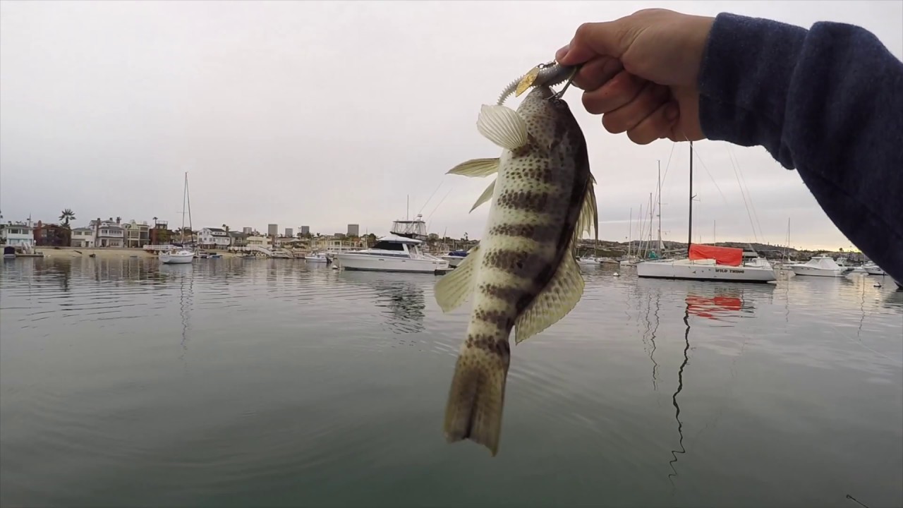 Newport Beach Fishing for Spotted Bay Bass YouTube
