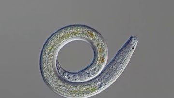 Launch Videos for Orrery (Harbour, 2020) Orrery Countdown Poem 4