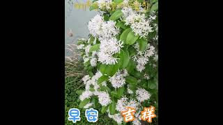 流蘇花欣賞！(早安-問候影片)於 蘆興景觀埤塘生態公園(桃園大圳1-16埤塘)2025-04-05拍攝。