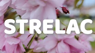 Strelac - 15.04.-30.04.