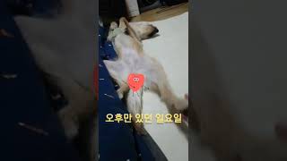 일요일 내모습 #강아지 #dog #브이로그 #babydog #puppy #일요일 #늦잠