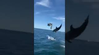 Hermosos delfines saltando esto es maravilloso