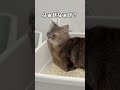 猫のなぁぜなぁぜ？
