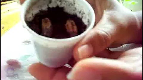 Growing Date Palms from Seeds