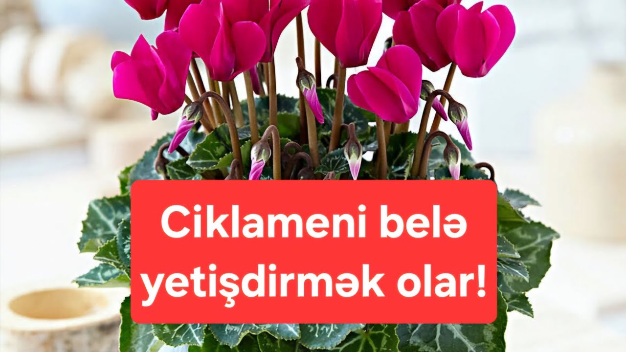 Ciklamen gülü belə yetişdirilir / Azər Qurbanov #azərqurbanov #maraqlıvidyolar #ciklamen