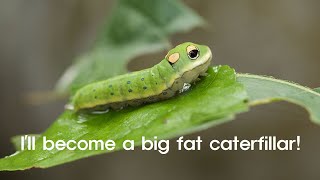 Short Story: I&#39;ll become a big fat caterpillar!