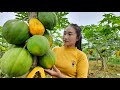 Harvest ripe papaya goes to the market sell  gardening  grow vegetable  ly thi tam