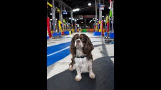 Hunter, West Coast Cavalier King Charles Spaniel earns United Kennel Club Weight Pull Title 2025