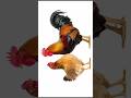 #sapanakofal #dreaminterpretation #sapanamakukhuradekhekhunxa #chiken #egg #dreammeaning #murgek