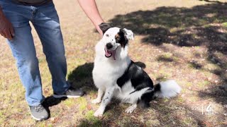 SLO County Animal Services sees large increase in animal intakes compared to last July