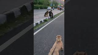 bully vs German shepherd #dog #pitbull #germanshepherd #rollosapien screenshot 5