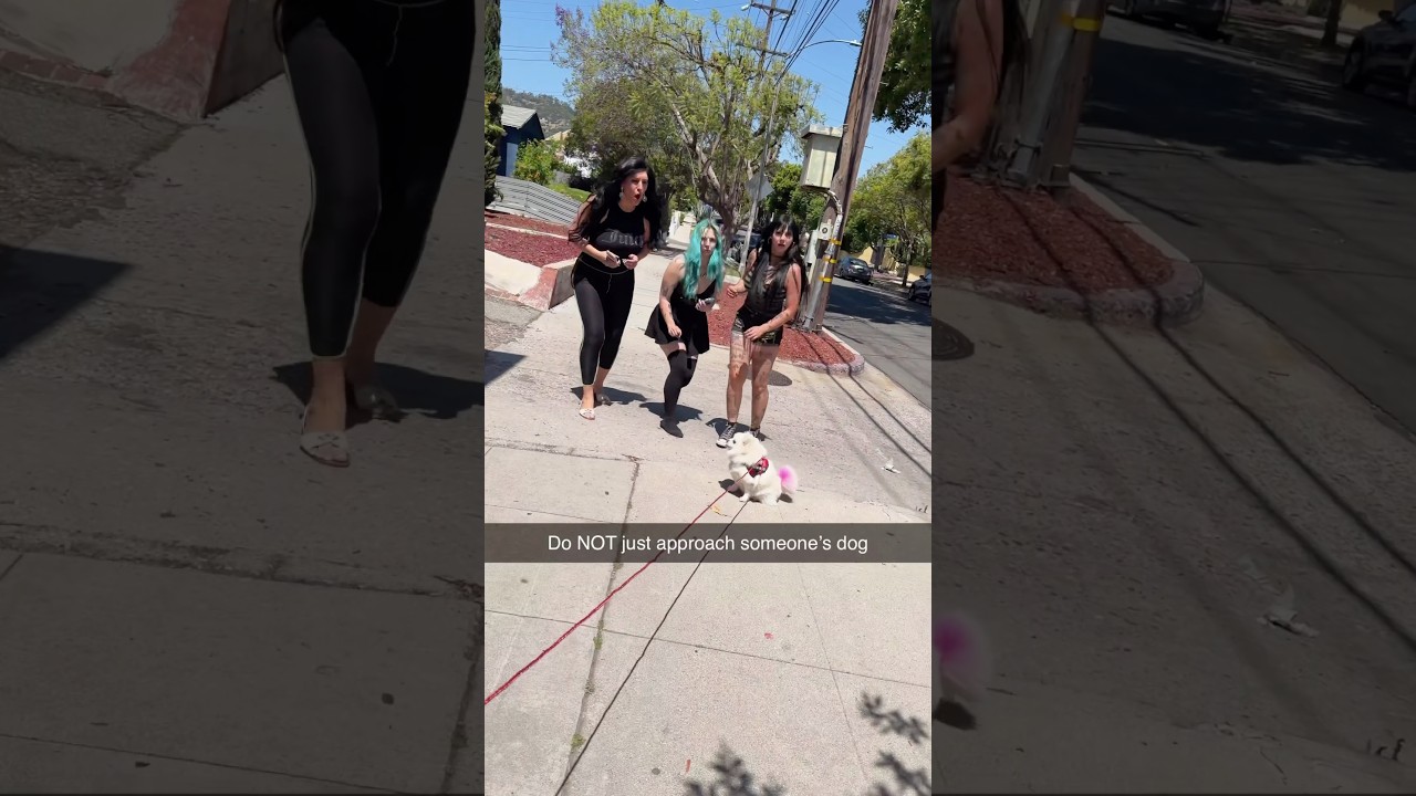 Do NOT just approach someone's dog ￼