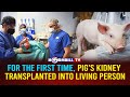For the first time pigs kidney transplanted into living person