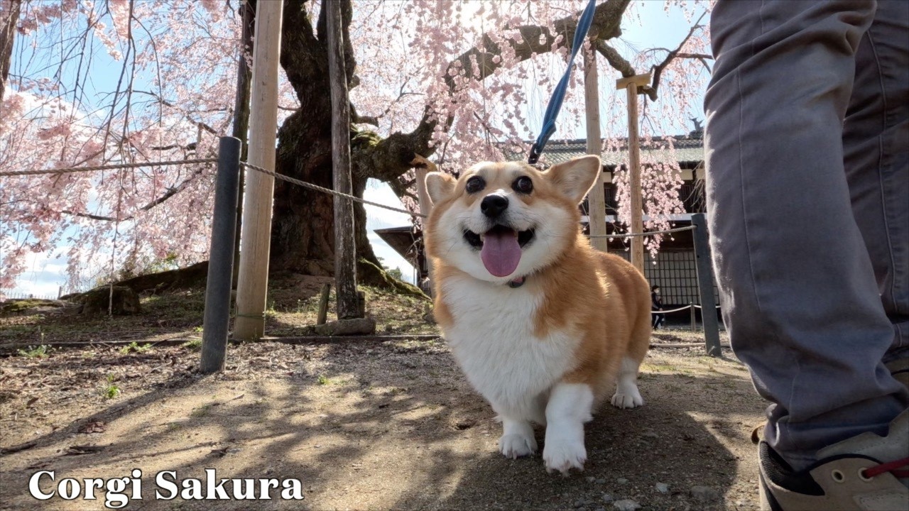 手乗りサイズのコーギーさん♪ maxresdefault.jpg