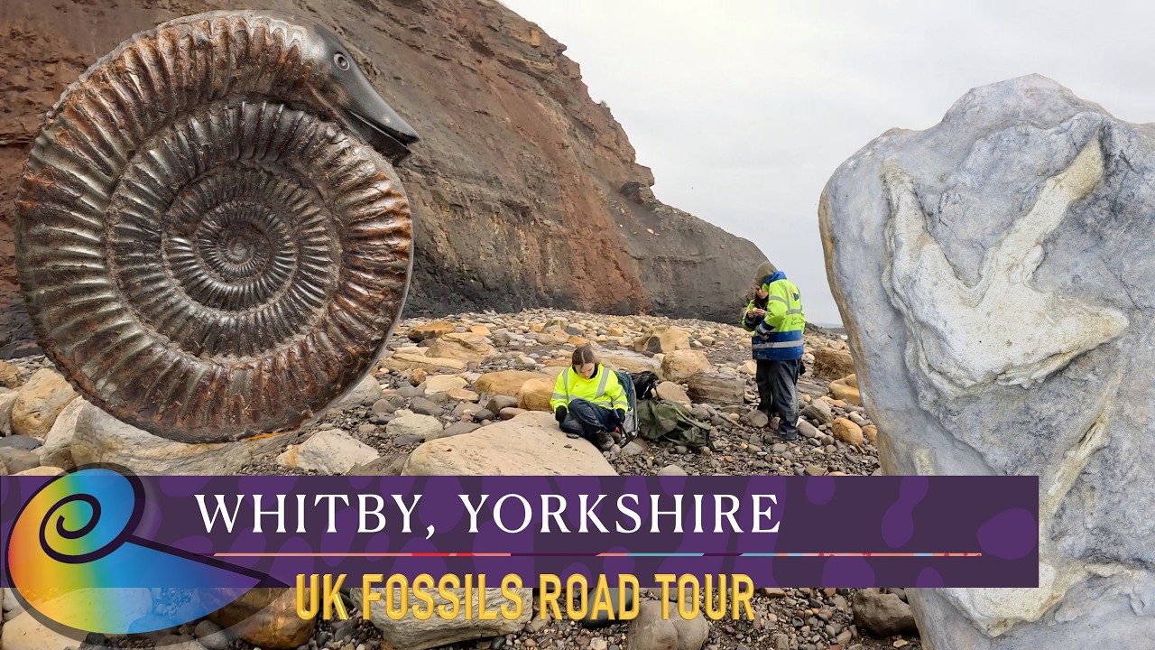 Fossil Hunting at Whitby, Yorkshire | UK Fossils Road Tour